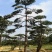 造型油松