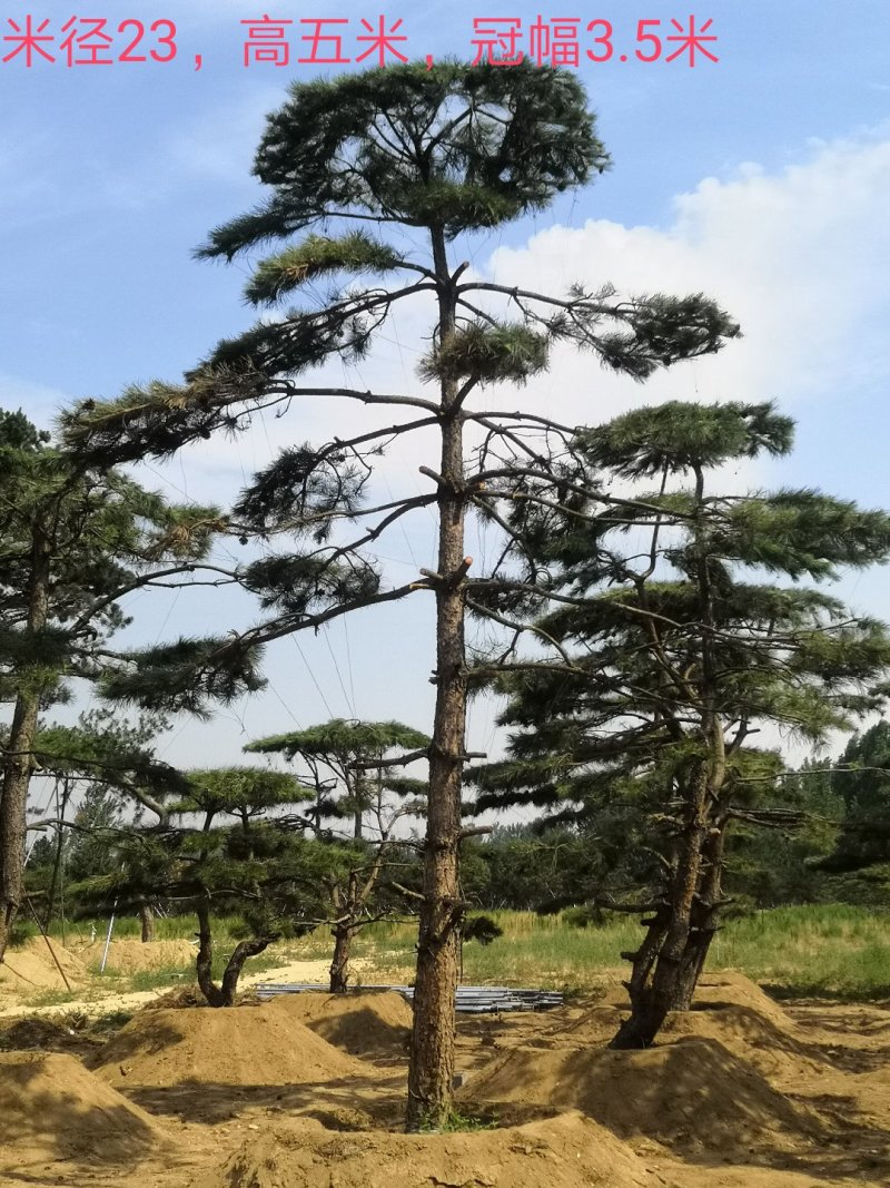 造型油松