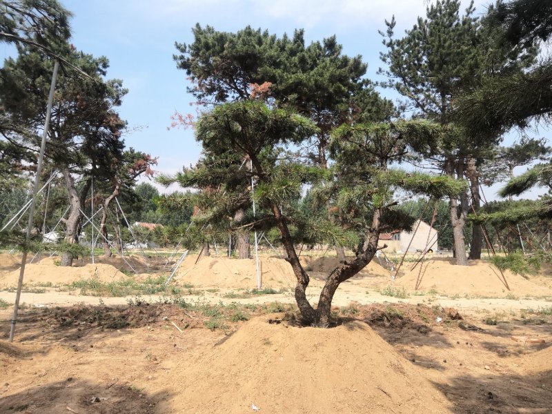 造型油松