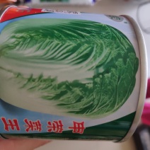 大白菜种子申荣菜王中晚熟杂交秒