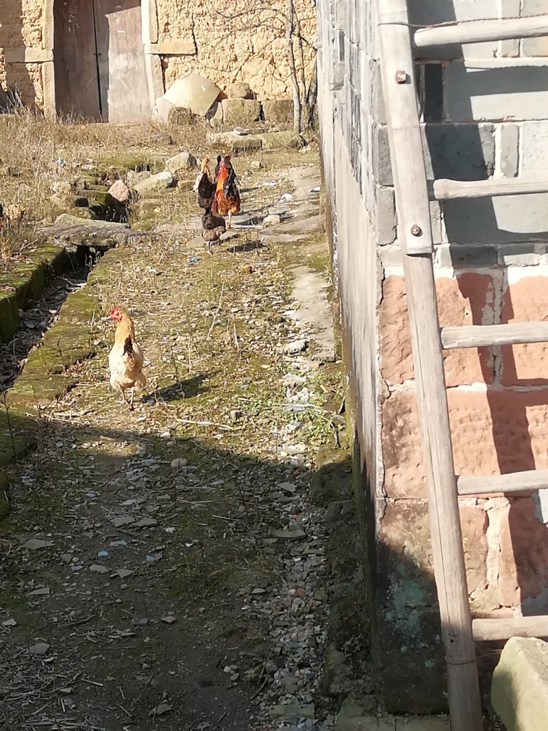 [年货散]养乡下农家正宗土鸡蛋，农家土鸡蛋，假一赔10。