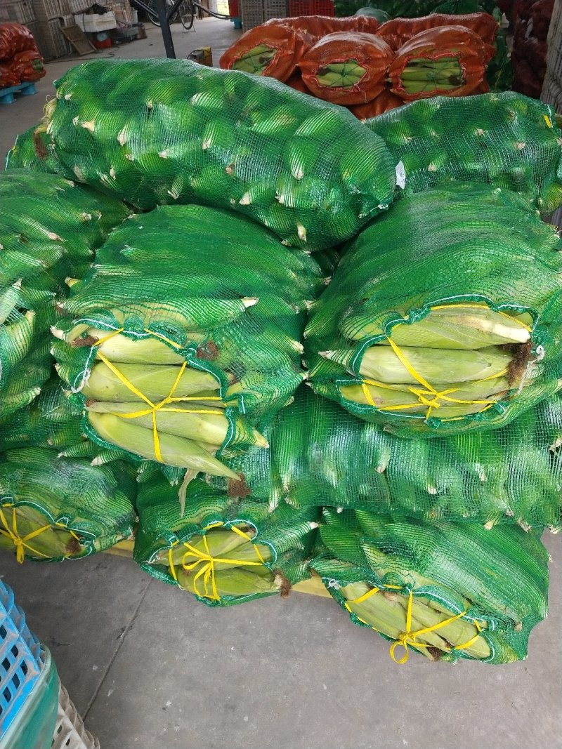东台白花糯粘玉米质优价廉一手货源全国发货欢迎来电