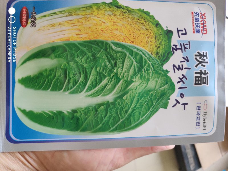 白菜种子秋福大白菜种子