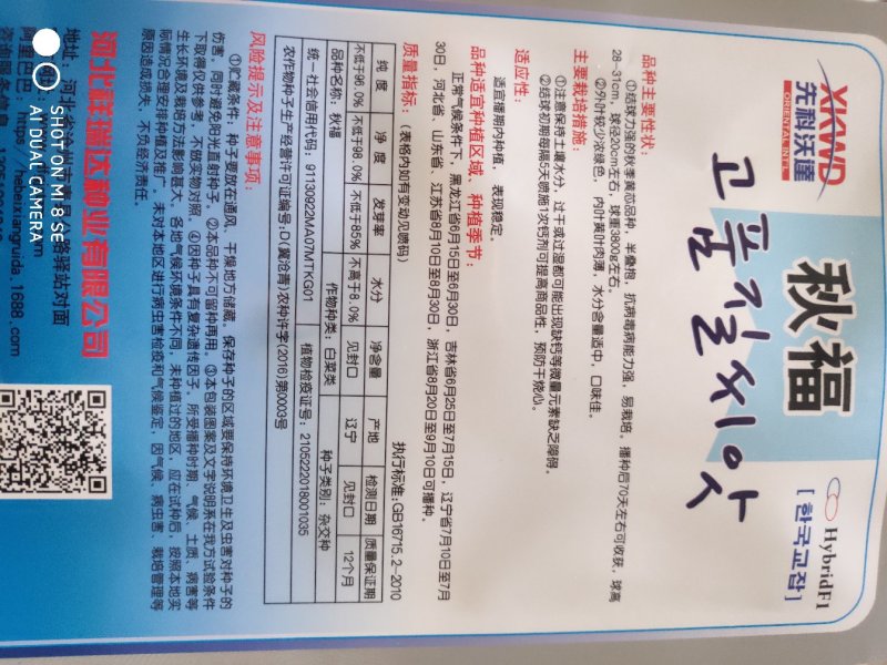 白菜种子秋福大白菜种子