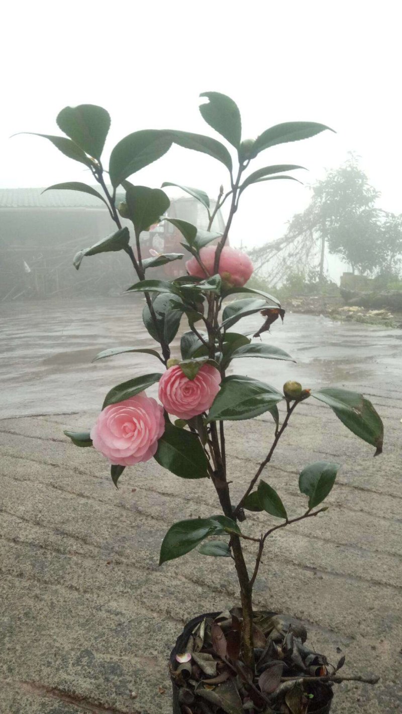 四季，茶花，山茶花，四川宜宾茶花种植基地