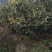 四季，茶花，山茶花，四川宜宾茶花种植基地