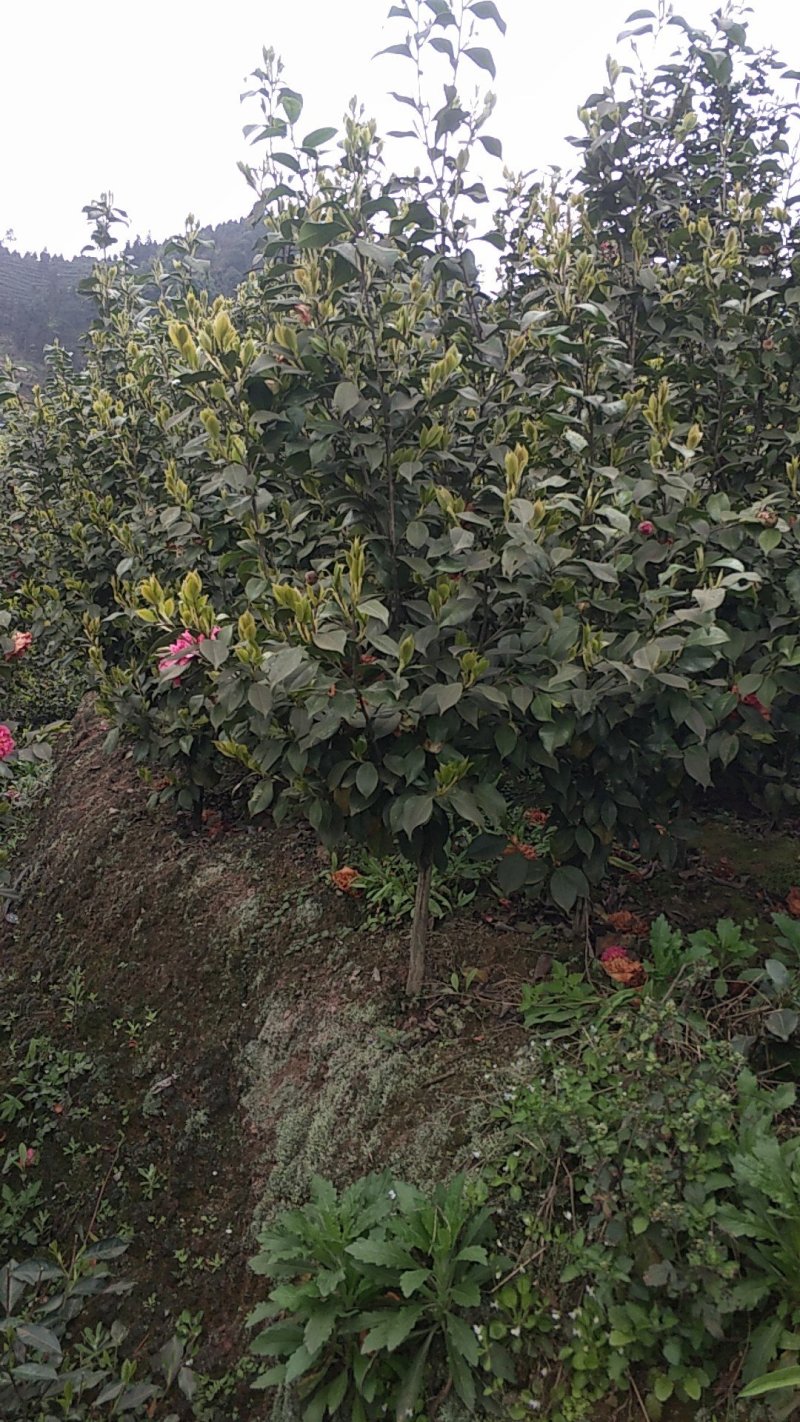 四季，茶花，山茶花，四川宜宾茶花种植基地