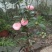 四季，茶花，山茶花，四川宜宾茶花种植基地