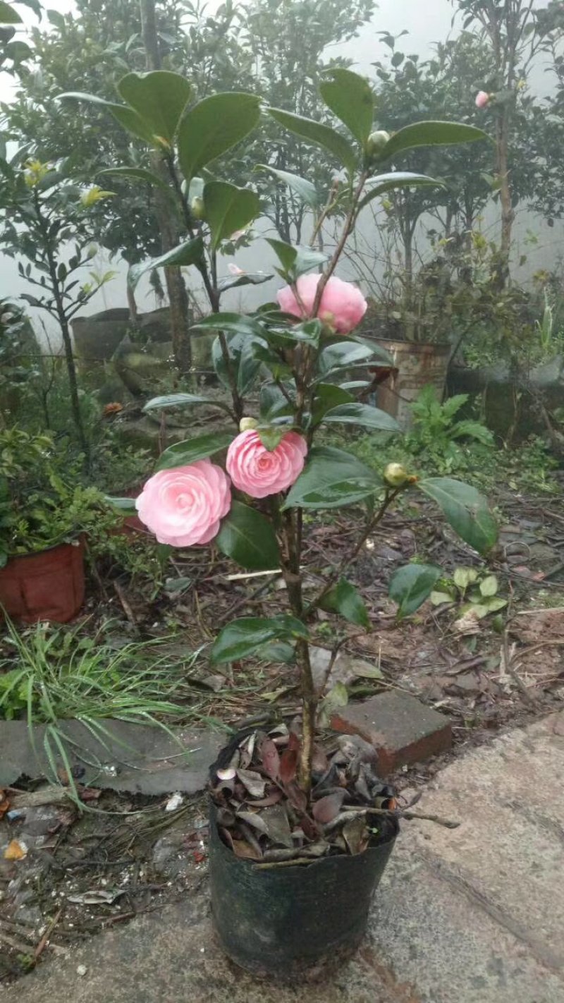 四季，茶花，山茶花，四川宜宾茶花种植基地