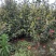 四季，茶花，山茶花，四川宜宾茶花种植基地