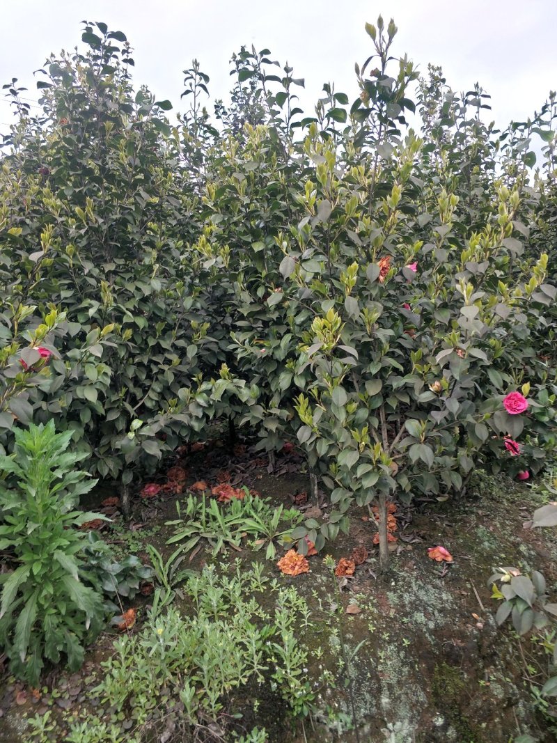 四季，茶花，山茶花，四川宜宾茶花种植基地