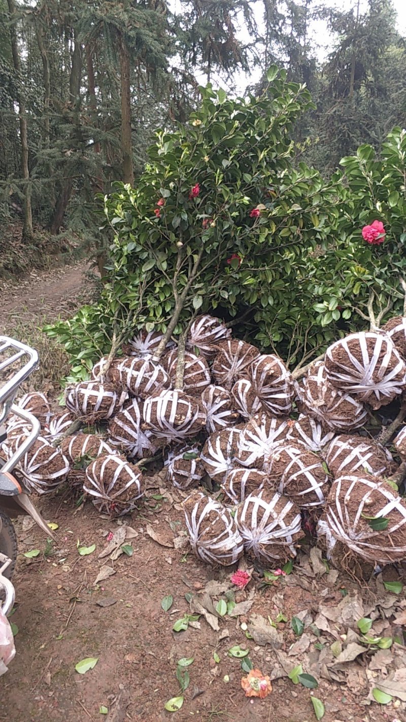 四季，茶花，山茶花，四川宜宾茶花种植基地