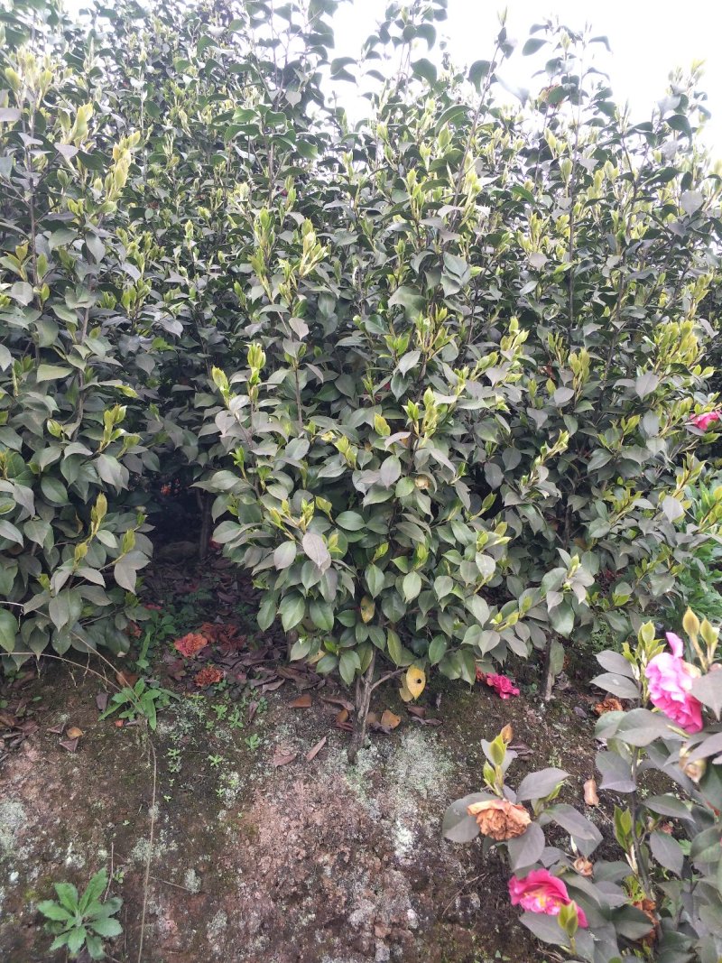 四季，茶花，山茶花，四川宜宾茶花种植基地