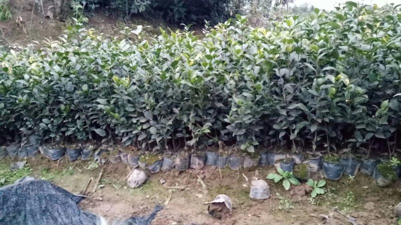 四季，茶花，山茶花，四川宜宾茶花种植基地
