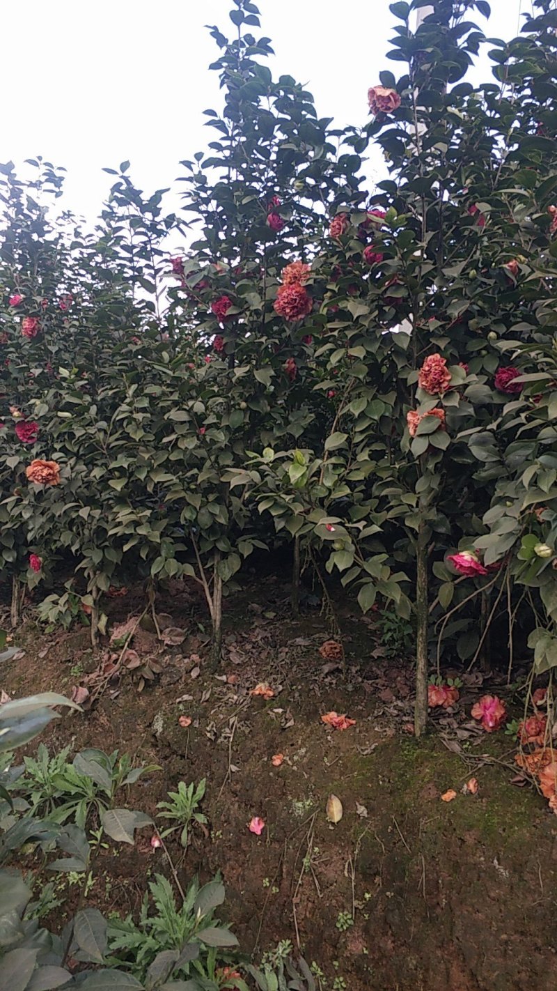 四季，茶花，山茶花，四川宜宾茶花种植基地