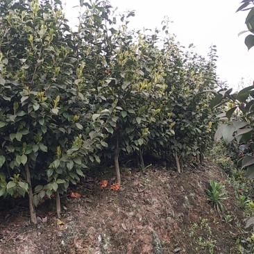 四季，茶花，山茶花，四川宜宾茶花种植基地