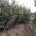 四季，茶花，山茶花，四川宜宾茶花种植基地