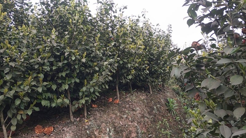 四季，茶花，山茶花，四川宜宾茶花种植基地