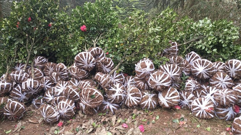 四季，茶花，山茶花，四川宜宾茶花种植基地