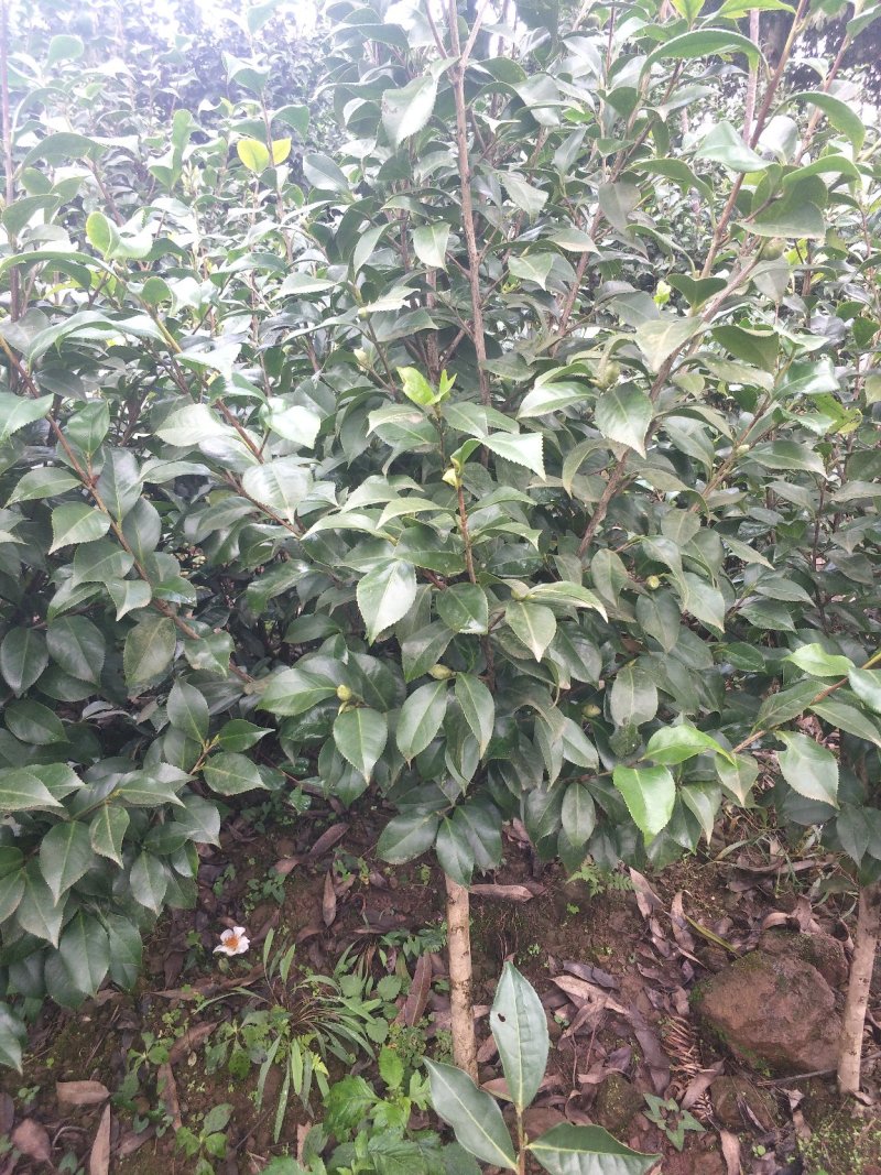 四季，茶花，山茶花，四川宜宾茶花种植基地