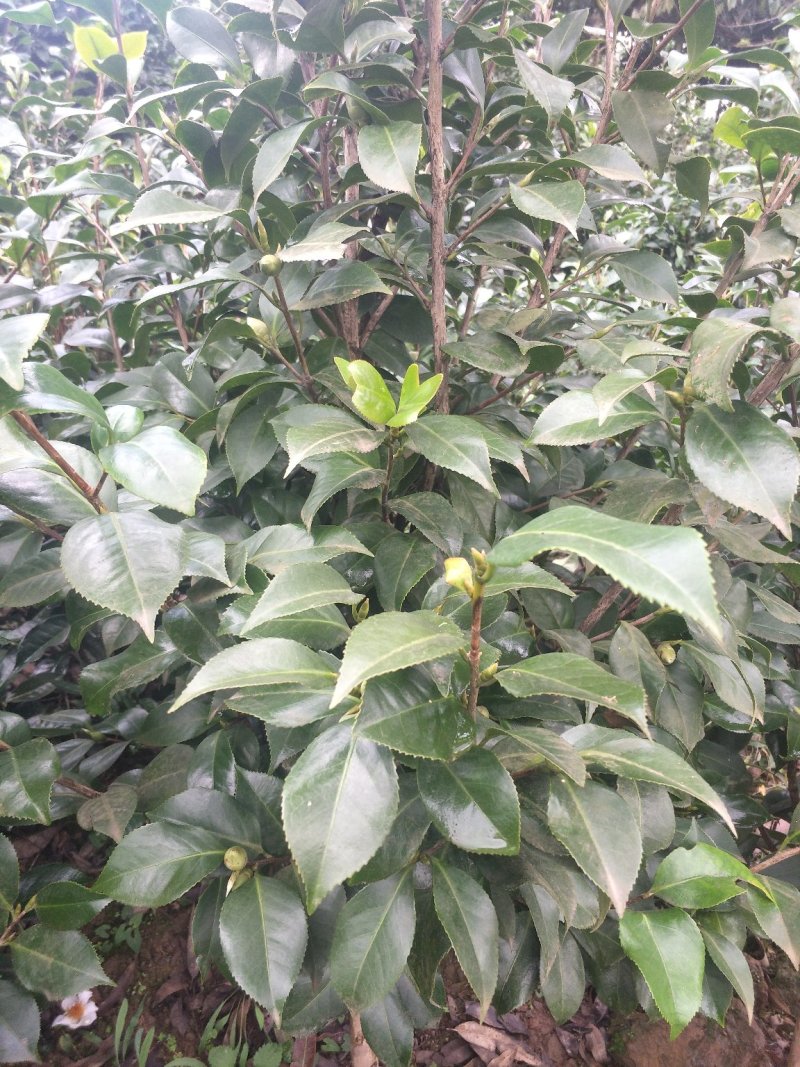 四季，茶花，山茶花，四川宜宾茶花种植基地