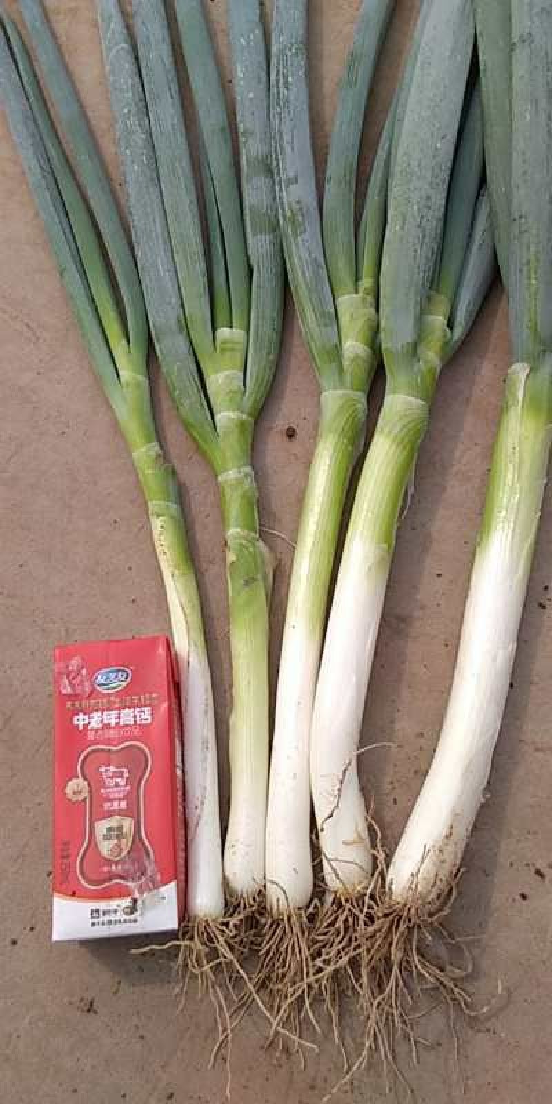 大葱毛葱3cm左右，刚上市，地头装车