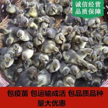狮头鹅苗杂交鹅广东活鹅苗灰鹅苗