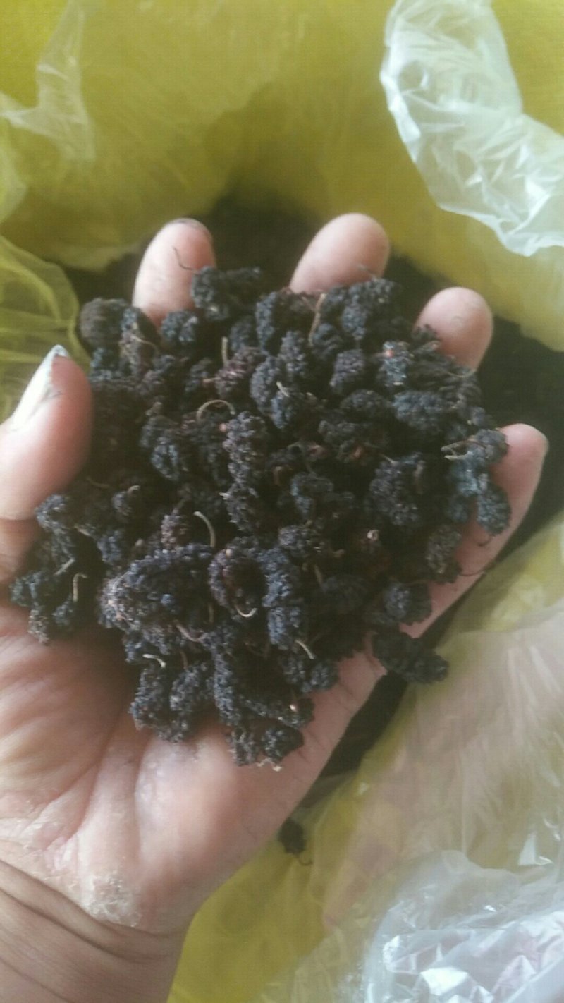 桑椹干，桑椹子大量批发零售，无碎粒免洗，产地发货