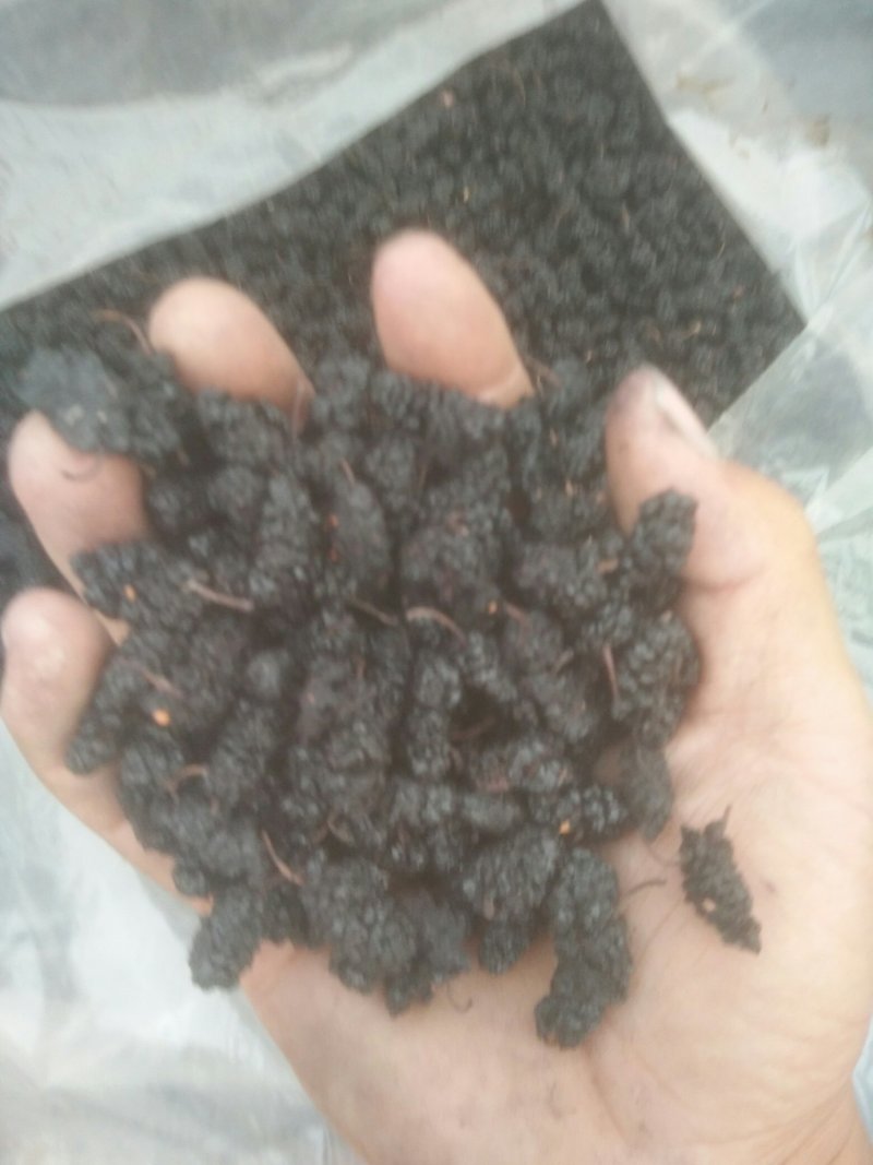 桑椹干，桑椹子大量批发零售，无碎粒免洗，产地发货