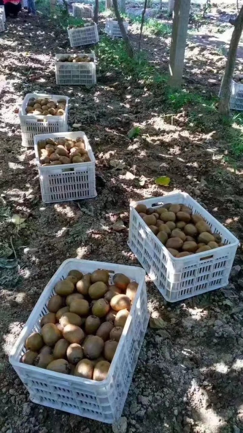 供应，猕猴桃徐香，海沃德