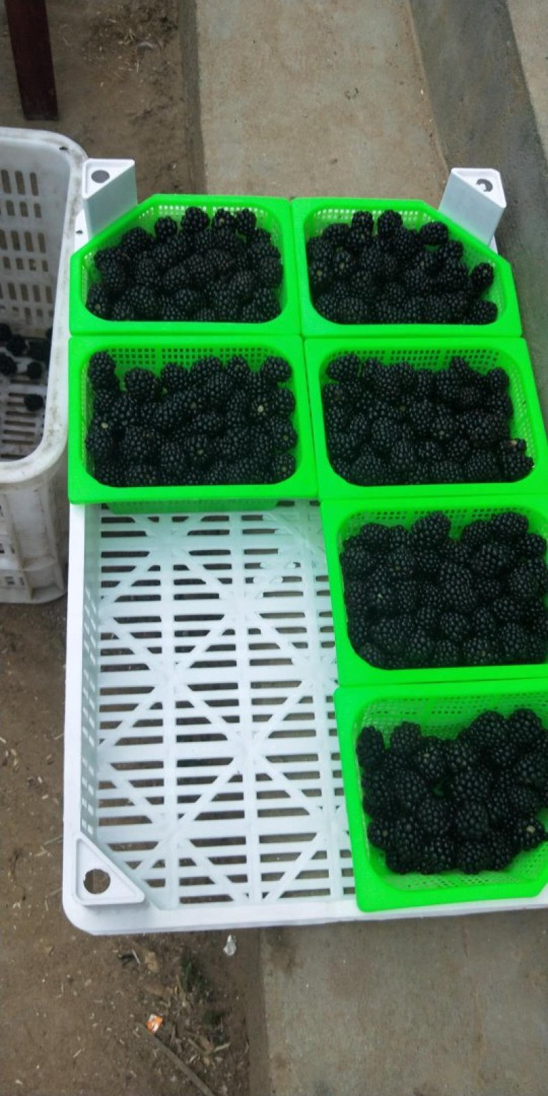 黑莓精品