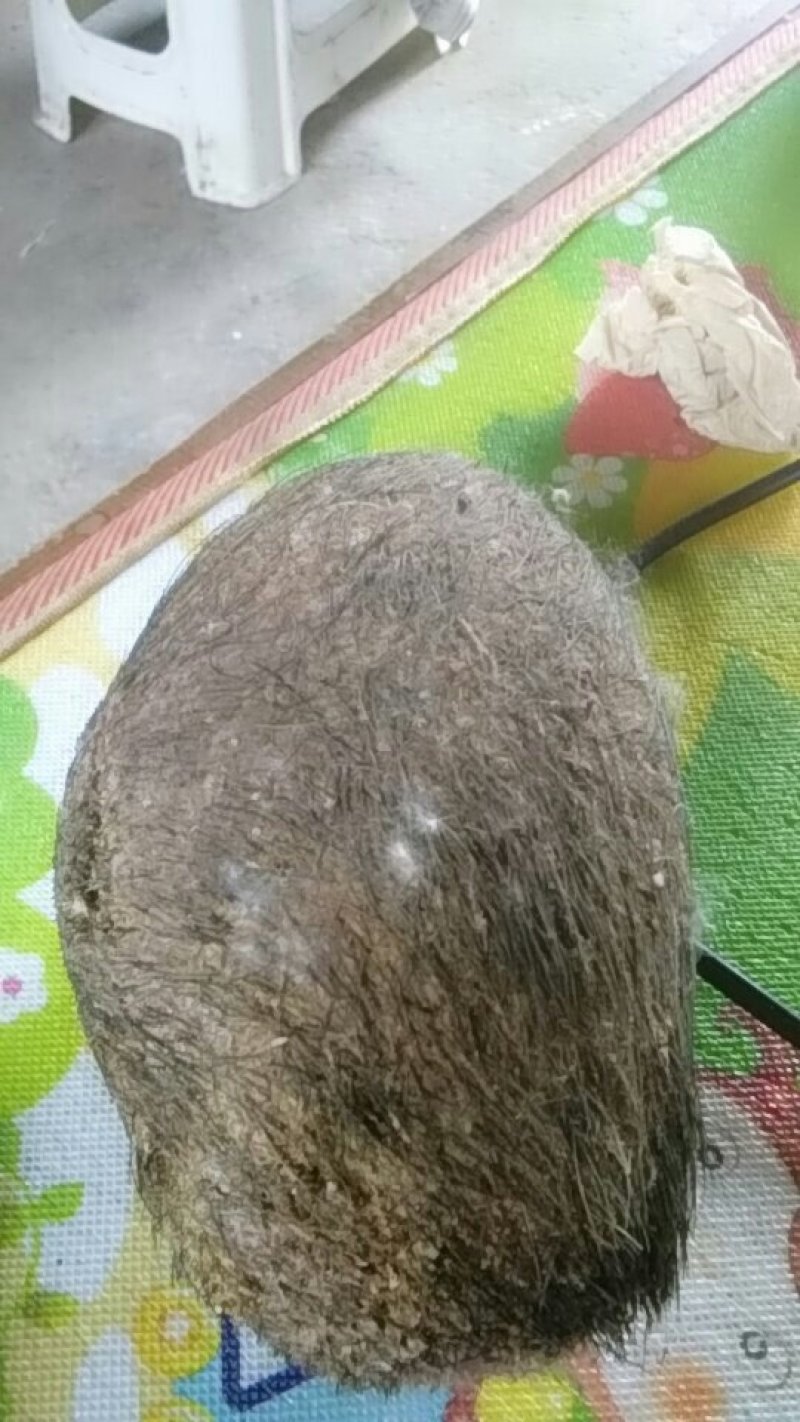 猪宝一级真品
