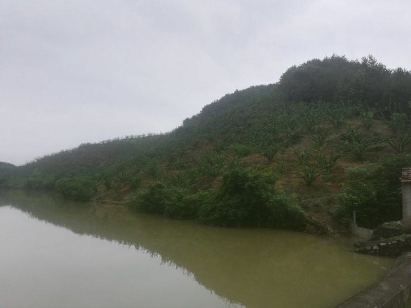 桃形李，特大