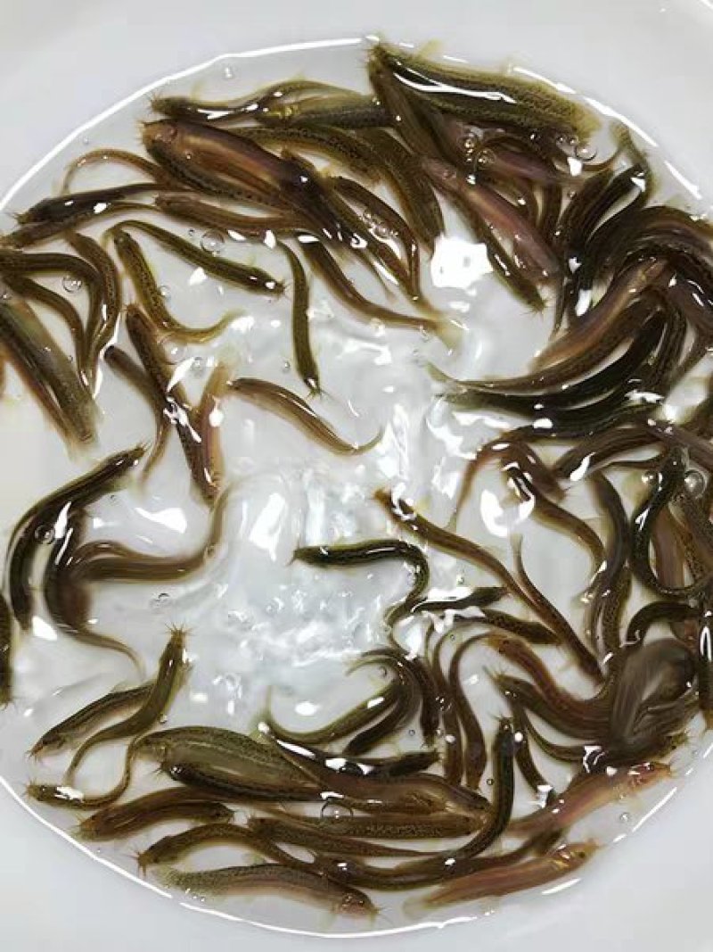 万合水产养殖有限公司出售优良品种规格齐全泥鳅苗