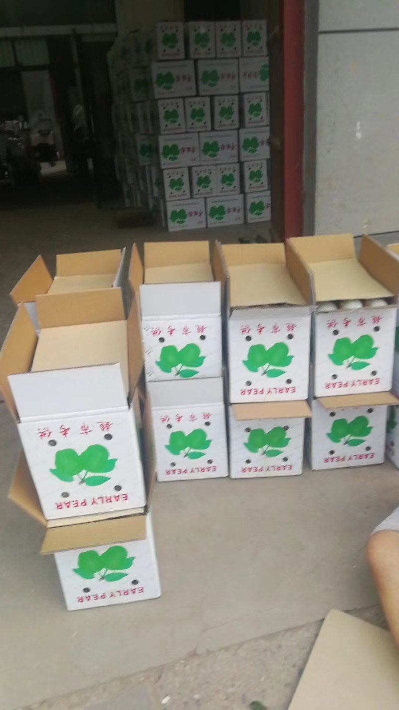 陕西早熟梨，大量上市，