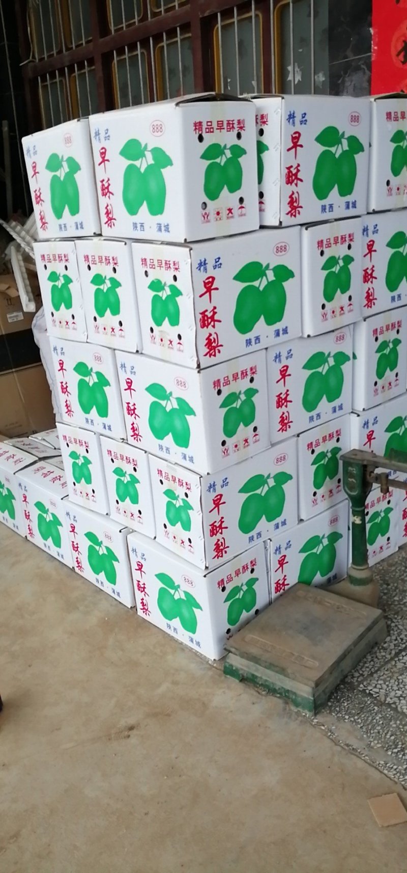 陕西早熟梨，大量上市，