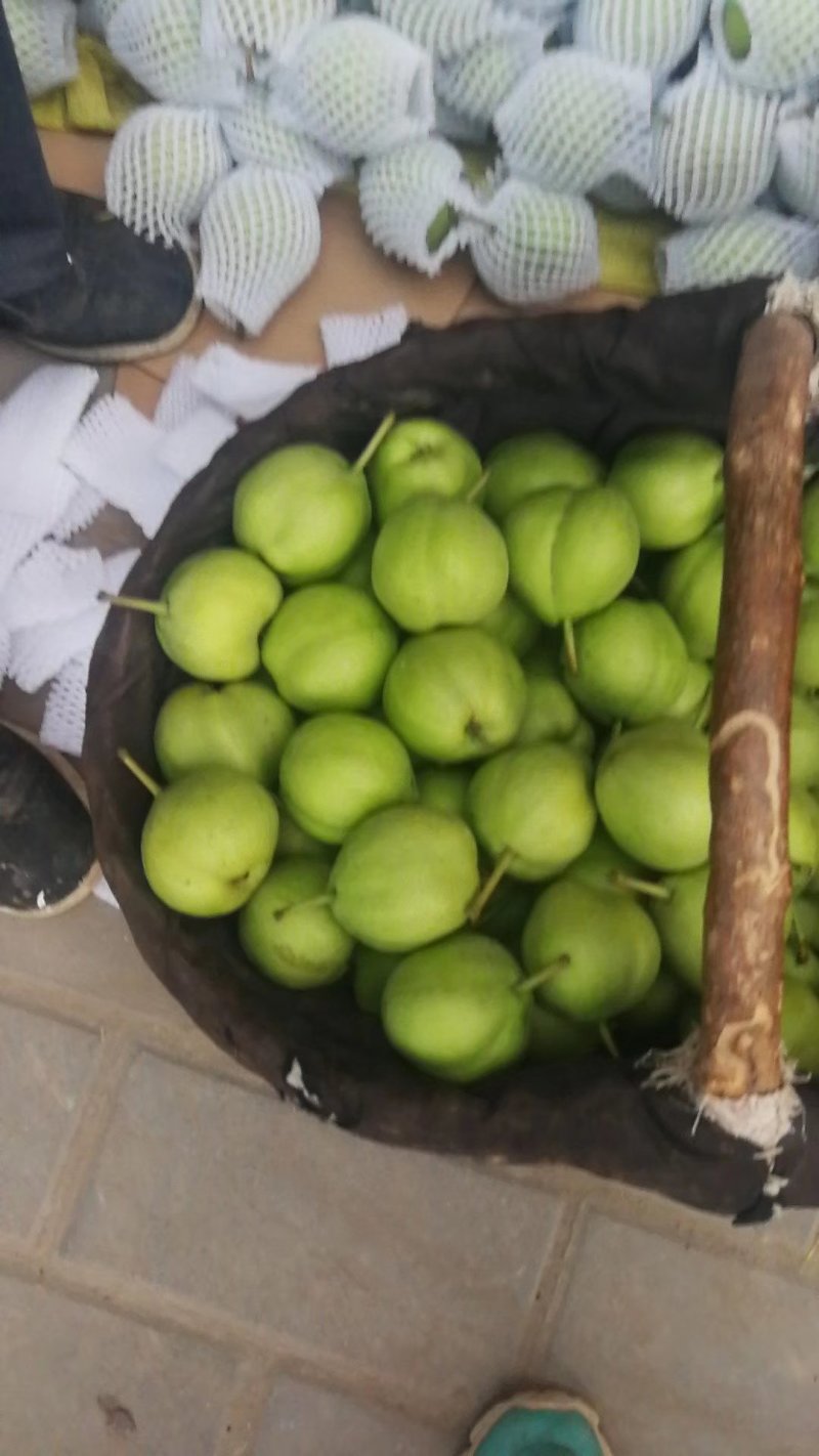 陕西早熟梨，大量上市，