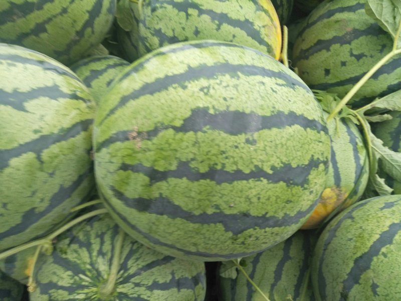 湖北老芦，露天京欣西瓜大量上市中，大量批发欢迎前来考擦