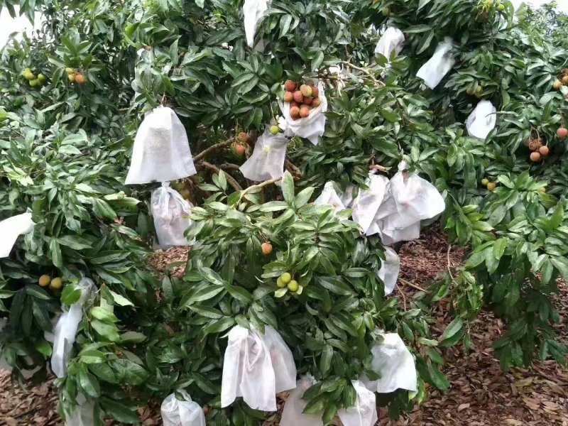 无纺布葡萄套袋