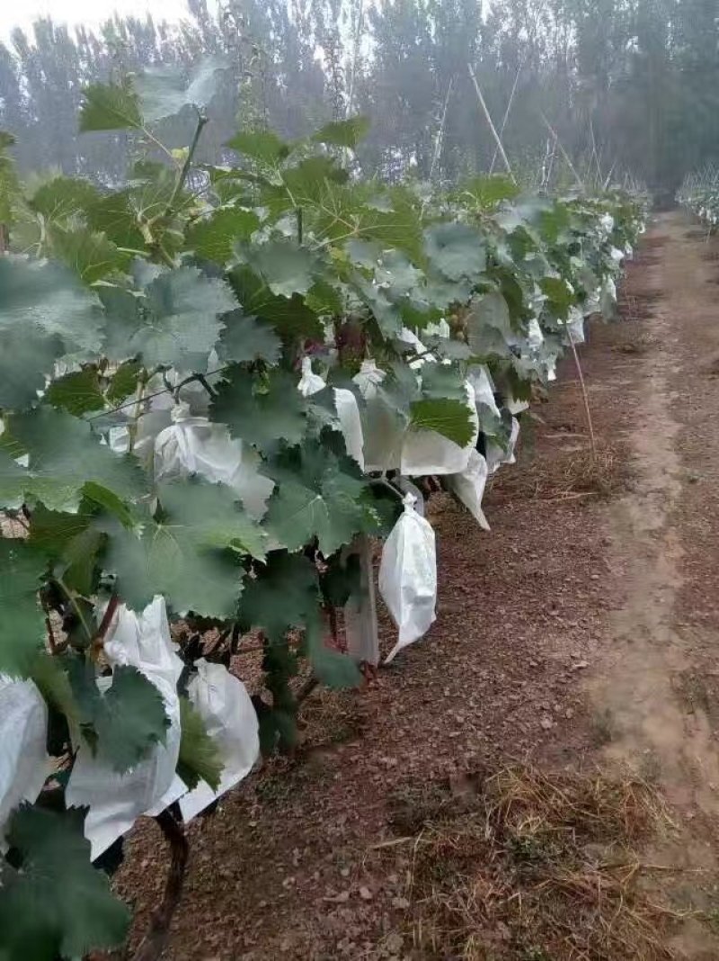 无纺布葡萄套袋