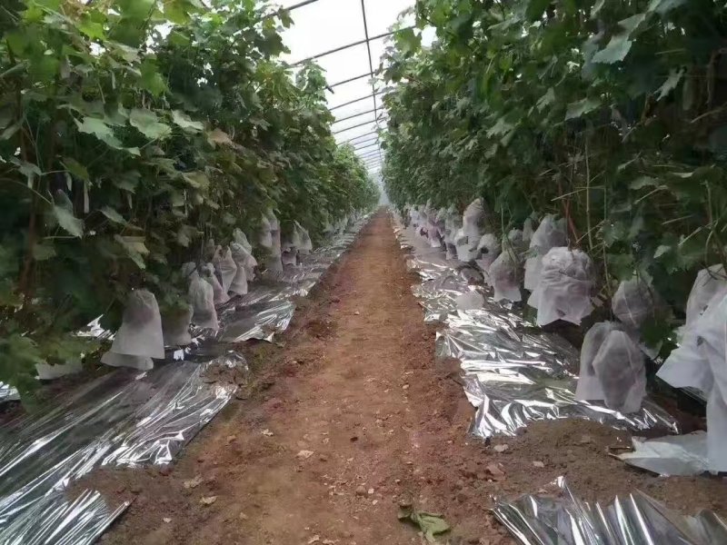 无纺布葡萄套袋