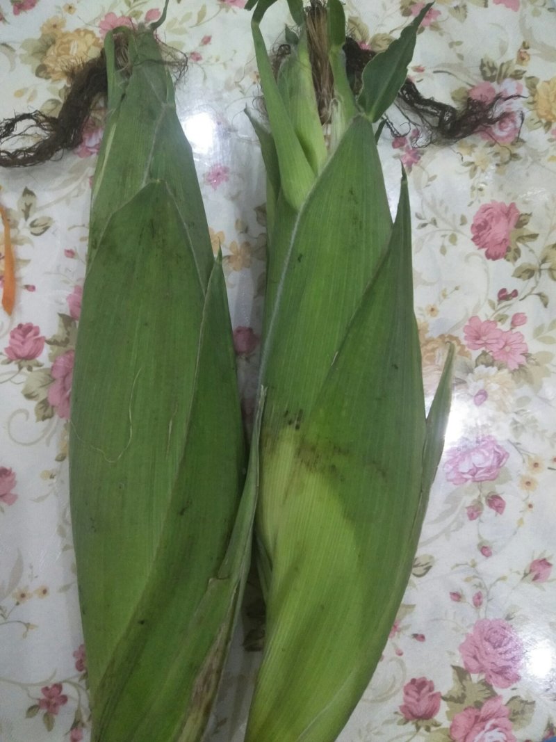 优质彩甜糯水果玉米