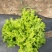 叶菜类
