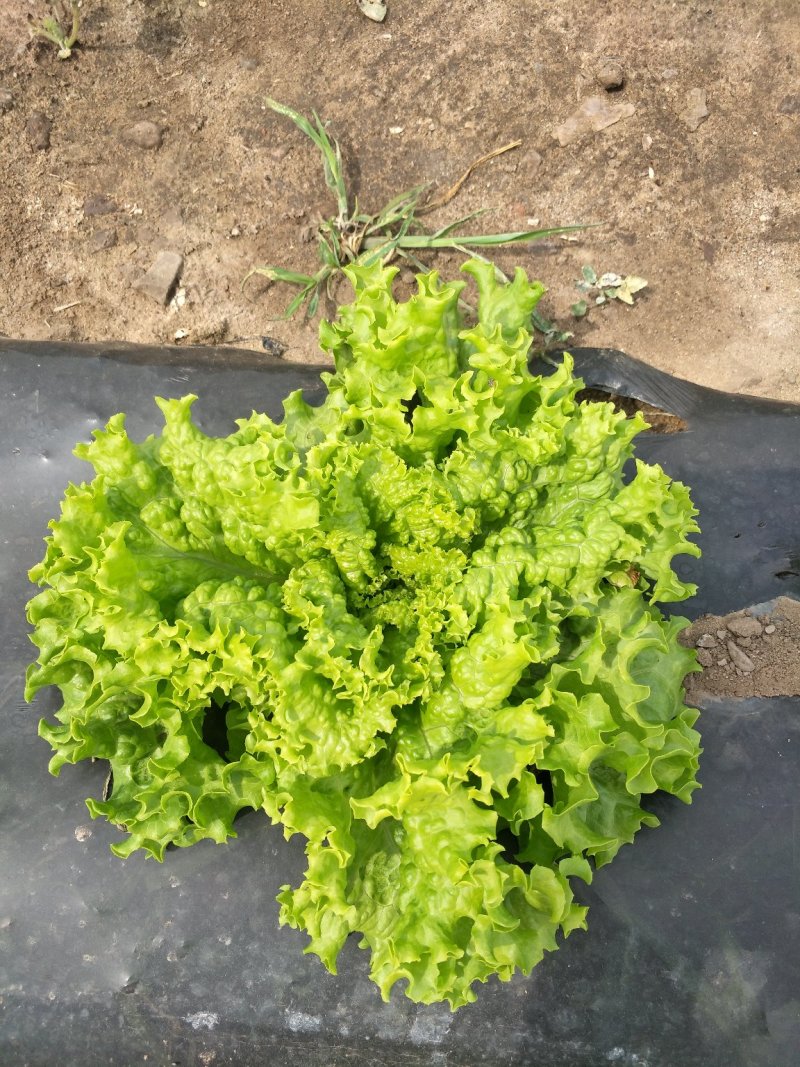 叶菜类