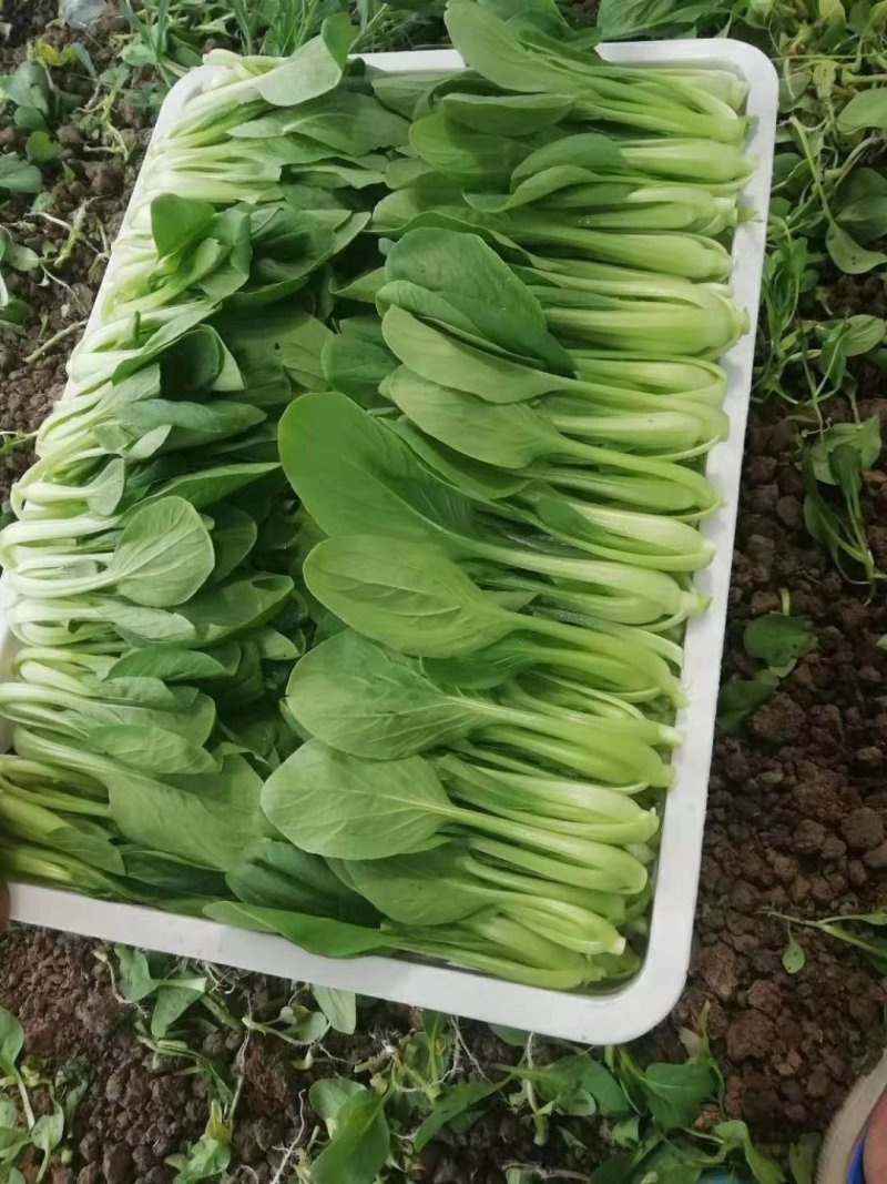 大、中、小颗小青菜，上海青，食堂菜。各种杂菜。长年不断货