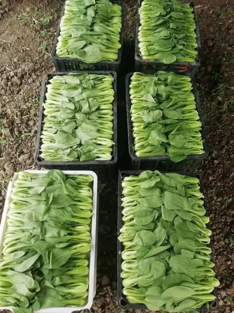 大、中、小颗小青菜，上海青，食堂菜。各种杂菜。长年不断货