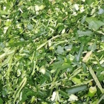 出售新鲜发酵打包玉米桔杆。皇竹草青储草料
