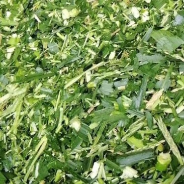 出售新鲜发酵打包玉米桔杆。皇竹草青储草料