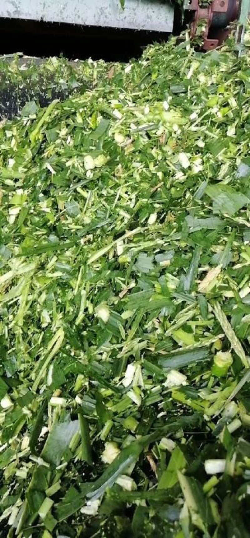 出售新鲜发酵打包玉米桔杆。皇竹草青储草料