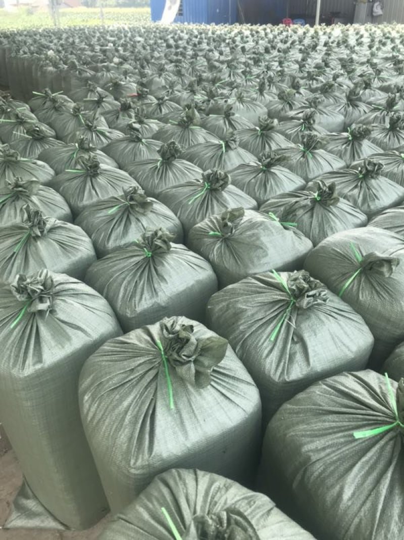 出售新鲜发酵打包玉米桔杆。皇竹草青储草料